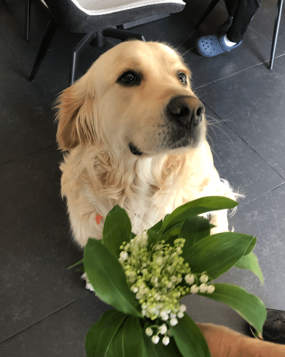 Photo source de Yuki pour Regard de filou