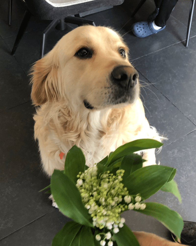 Photo source de Yuki pour Regard de filou