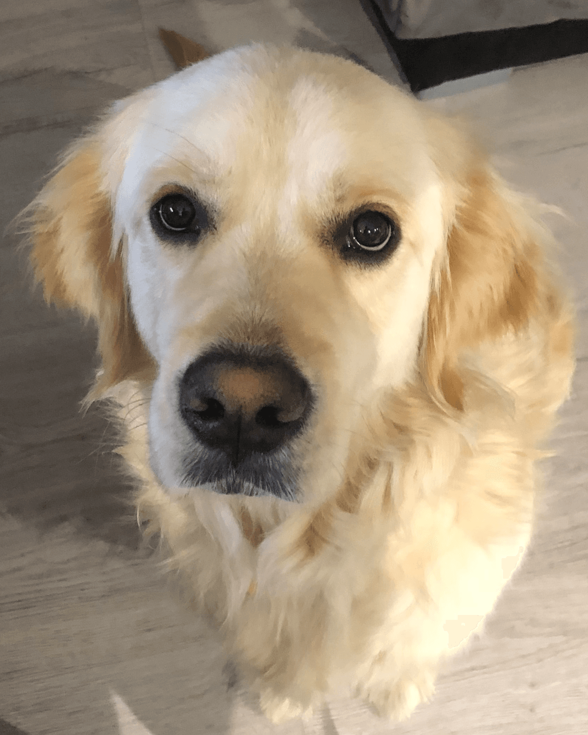 Portrait de Yuki, Golden Retriever