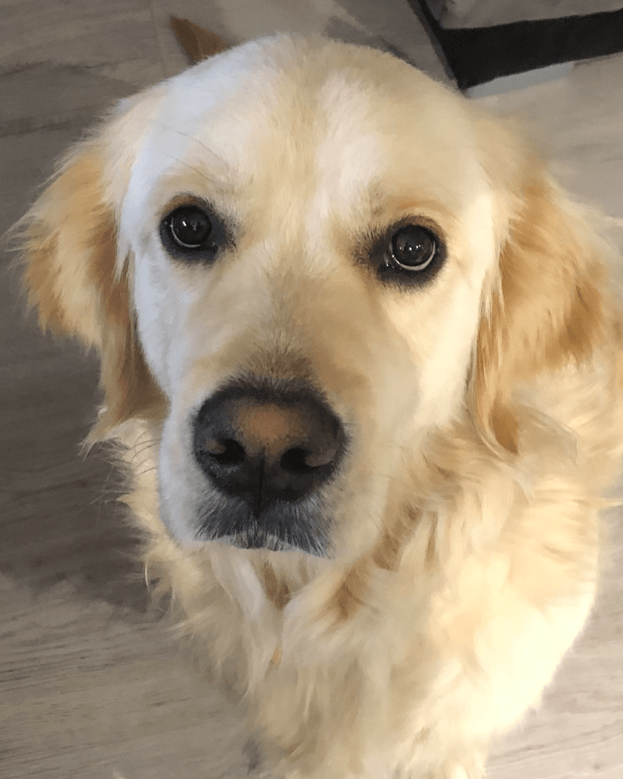 Portrait de Yuki, Golden Retriever
