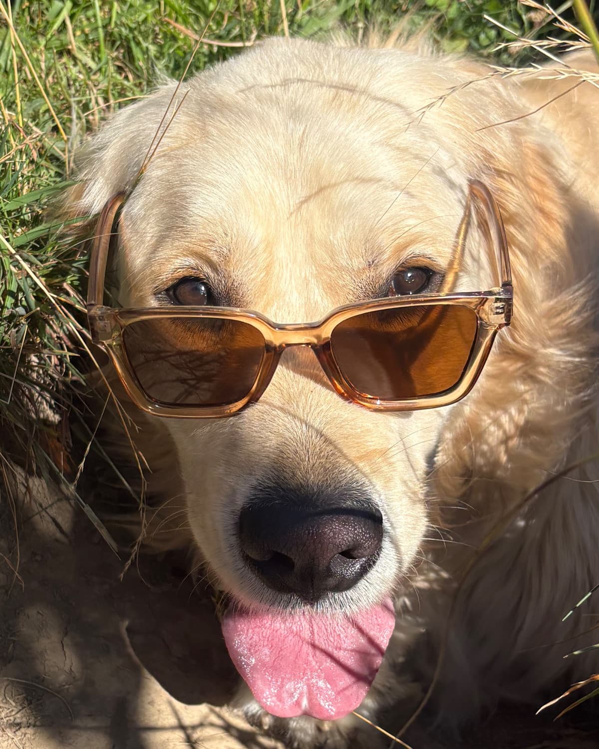 Yuki, Golden Retriever star d'un livre de coloriage